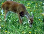 PVC Deer Feeder Plans